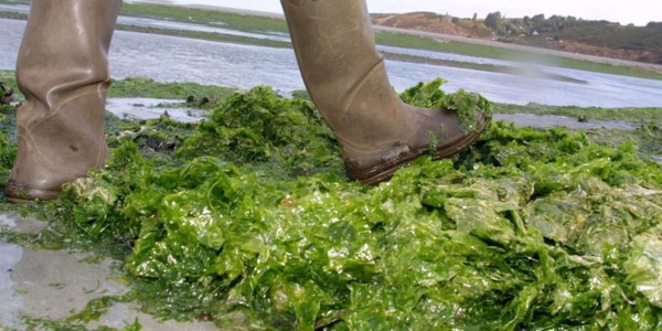 Mauritanie: une micro-algue fait son apparition dans les eaux côtières de Nouadhibou Mauritanie: une micro-algue fait son apparition dans les eaux côtières de Nouadhibou