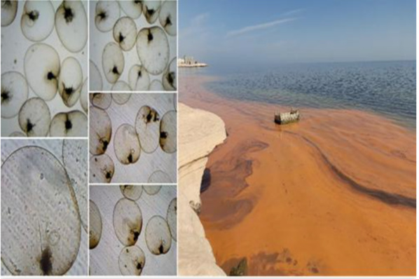 La coloration des eaux constatée aux cabanons ne résulte pas d'une pollution du milieu marin