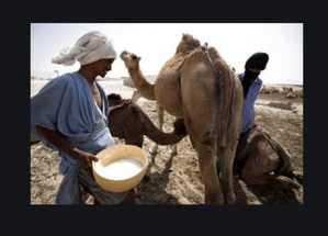 Mauritanie : plus d’un milliard d’ancienne ouguiya pour appuyer la société laitière