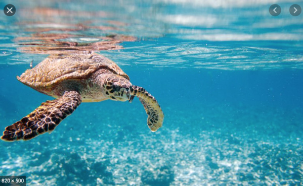 Trois questions à Abdoulaye Soumaré président de l’Association de protection des tortues marines en Mauritanie Trois questions à Abdoulaye Soumaré président de l’Association de protection des tortues marines en Mauritanie
