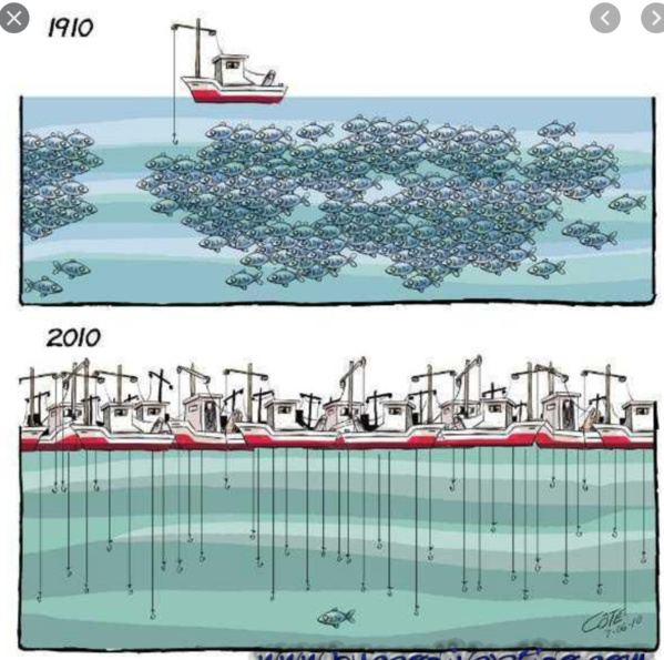 Greenpeace condamne le pillage massif des stocks de poissons mauritaniens essentiels à la sécurité alimentaire