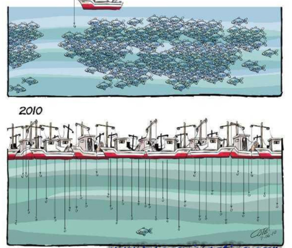 Pêche : « Un secteur en grand danger », selon un opérateur