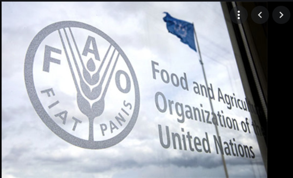 L'élection de la Mauritanie membre de la FAO représentant du Groupe africain reflète les efforts du pays dans le domaine agricole