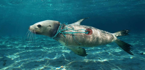 Echouage massif de poissons sur la plage entre les Caps Tafarit et Tagarit Echouage massif de poissons sur la plage entre les Caps Tafarit et Tagarit