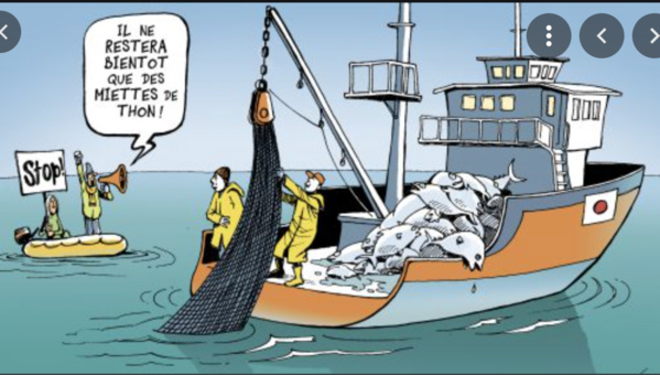 Reprise des activités de la pêche artisanale et côtière au niveau de la zone Nord Reprise des activités de la pêche artisanale et côtière au niveau de la zone Nord