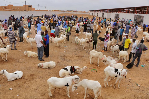 Tabaski : Un marché spécialement aménagé pour les vendeurs de moutons