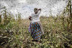 Mauritanie : les pertes agricoles dues aux déprédateurs est estimée à 29 millions de dollars Mauritanie : les pertes agricoles dues aux déprédateurs est estimée à 29 millions de dollars