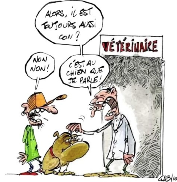 Plus d’un million de caprins et six cents mille bovins au Hodh Charghi visés par une campagne de vaccination Plus d’un million de caprins et six cents mille bovins au Hodh Charghi visés par une campagne de vaccination