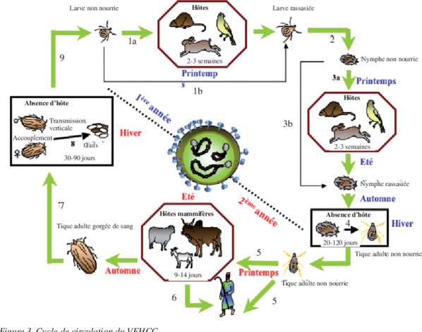 Mauritanie : le ministère de la santé annonce la découverte d’un cas de la fièvre hémorragique à Nouakchott Mauritanie : le ministère de la santé annonce la découverte d’un cas de la fièvre hémorragique à Nouakchott