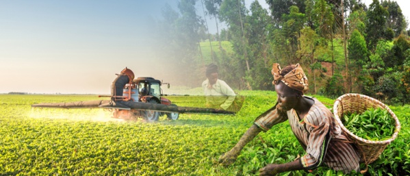 L’agro-industrie et l’industrie pharmaceutique entrent dans les priorités du gouvernement (Le ministre des Affaires économiques) L’agro-industrie et l’industrie pharmaceutique entrent dans les priorités du gouvernement (Le ministre des Affaires économiques)