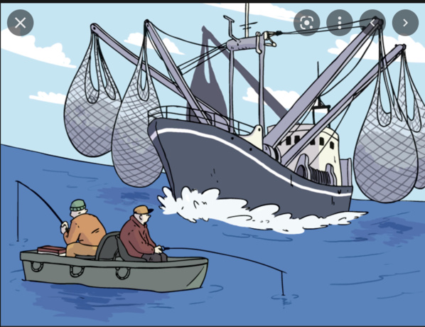 Vers une intense campagne contre les industries de farine de poissons Vers une intense campagne contre les industries de farine de poissons