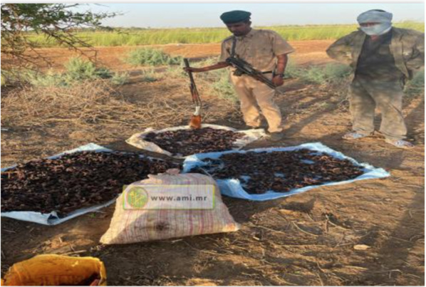 Jidrel Mohgen : Saisie de viande de sanglier, d’armes et de munitions Jidrel Mohgen : Saisie de viande de sanglier, d’armes et de munitions