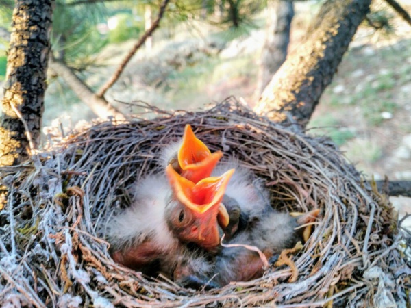 La Mauritanie demande au Sénégal d’activer l’accord signé dans le domaine de la lutte commune contre les oiseaux granivores La Mauritanie demande au Sénégal d’activer l’accord signé dans le domaine de la lutte commune contre les oiseaux granivores