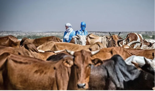 Mauritanie-Mali : la question de la transhumance évoquée sous l’égide de la FAO