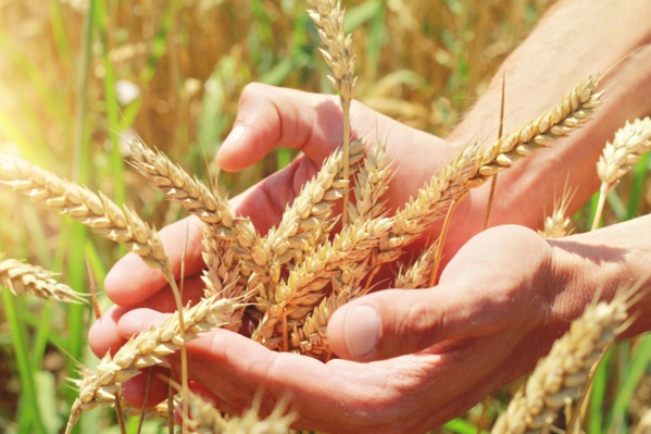 Mauritanie : Face au déficit alimentaire, le gouvernement appelle à s’orienter vers la culture des céréales Mauritanie : Face au déficit alimentaire, le gouvernement appelle à s’orienter vers la culture des céréales