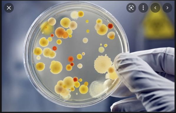 SNDE : Le changement de la qualité de l'eau à ‘’Tarhil’’ résulte de la construction d'un réservoir d'eaux usées sur le réseau de distribution SNDE : Le changement de la qualité de l'eau à ‘’Tarhil’’ résulte de la construction d'un réservoir d'eaux usées sur le réseau de distribution