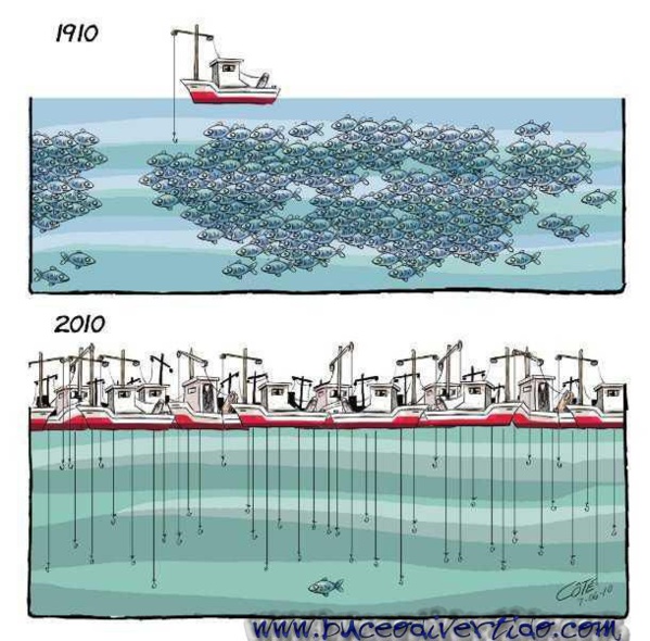 Les dates de reprise des pêches artisanale, côtière et industrielle fixées