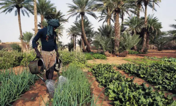 TAAZOUR a distribué 650 millions MRO à des coopératives agricoles au Hodh Chargui TAAZOUR a distribué 650 millions MRO à des coopératives agricoles au Hodh Chargui