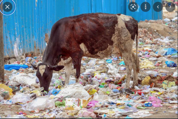 Le Ministre de l’Élevage supervise le lancement du programme national de développement et de diversification des sources fourragères Le Ministre de l’Élevage supervise le lancement du programme national de développement et de diversification des sources fourragères