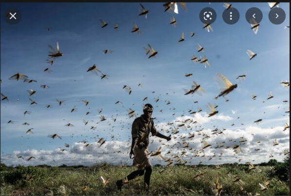 Formation sur l’utilisation des drones dans les opérations d’exploration et de lutte contre le criquet pèlerin Formation sur l’utilisation des drones dans les opérations d’exploration et de lutte contre le criquet pèlerin