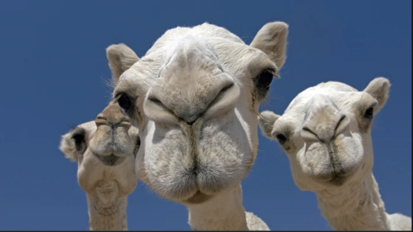 Mauritanie : face à la recrudescence de la fièvre hémorragique lancement d’une campagne de vaccination du cheptel Mauritanie : face à la recrudescence de la fièvre hémorragique lancement d’une campagne de vaccination du cheptel