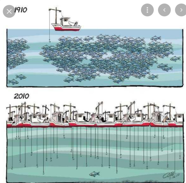 Mauritanie : des quotas annuels de pêche attribués à l’Algérie Mauritanie : des quotas annuels de pêche attribués à l’Algérie