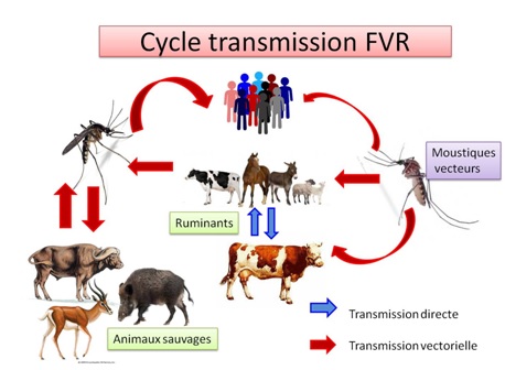 Mauritanie : 216 cas de la fièvre de la vallée du Rift dans 6 wilayas Mauritanie : 216 cas de la fièvre de la vallée du Rift dans 6 wilayas