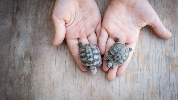 Sénégal/Mauritanie : retour à quai du FPSO Tortue après sa dérive causée par un cyclone Sénégal/Mauritanie : retour à quai du FPSO Tortue après sa dérive causée par un cyclone