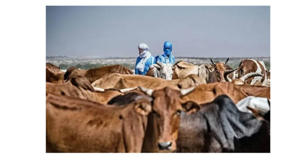 L’accord mauritano-malien dans le domaine de l’élevage réactivé