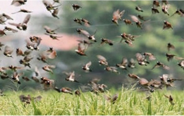 M’Bagne : forte pression des oiseaux granivores sur les cultures