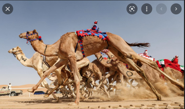 Nouakchott accueille la première réunion de la Fédération africaine des courses de dromadaires Nouakchott accueille la première réunion de la Fédération africaine des courses de dromadaires