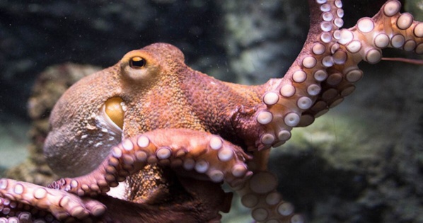 Mauritanie : la pêche au poulpe reportée après que la quantité autorisée ait été dépassée Mauritanie : la pêche au poulpe reportée après que la quantité autorisée ait été dépassée