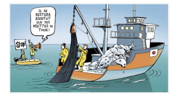 La Mauritanie exige un quota annuel de capture de thon La Mauritanie exige un quota annuel de capture de thon