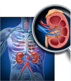 Ouverture du 8e congrès maghrébin de chirurgie rénale et d’urologique Ouverture du 8e congrès maghrébin de chirurgie rénale et d’urologique