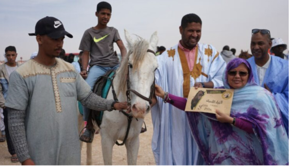 Organisation d’une course de chameaux et de chevaux dans le cadre des activités accompagnant l’annonce de Nouakchott capitale de la culture islamique Organisation d’une course de chameaux et de chevaux dans le cadre des activités accompagnant l’annonce de Nouakchott capitale de la culture islamique