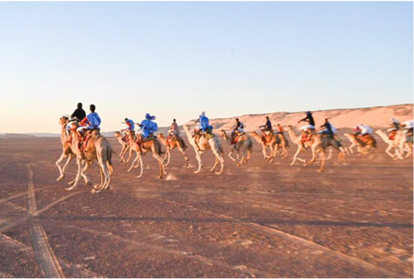 Tichitt : Le Président de la République supervise une course de Chameaux Tichitt : Le Président de la République supervise une course de Chameaux