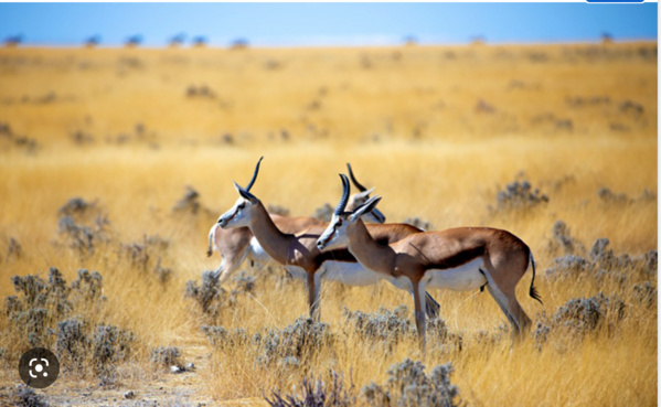 Le Parc national d’Awleigatt réceptionne un don émirati d’animaux sauvages