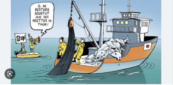 La «politique commune de la pêche demain» va-t-elle soutenir la pêche artisanale durable en Afrique? La «politique commune de la pêche demain» va-t-elle soutenir la pêche artisanale durable en Afrique?