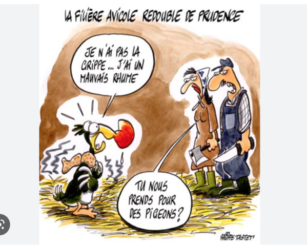 Mauritanie : pas de cas de grippe aviaire dans le pays et les mesures de prévention ont été renforcées