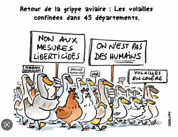 Le ministère du l’élevage ouvre une enquête vétérinaire dans les poulaillers de Nouakchott