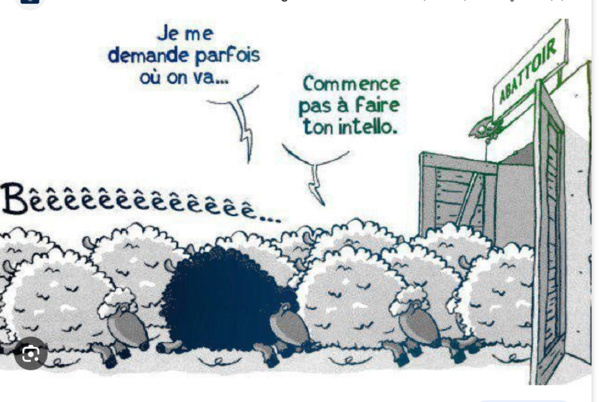 En attendant les résultats définitifs des élections locales : INSAF perd le Nord En attendant les résultats définitifs des élections locales : INSAF perd le Nord