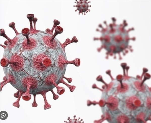 Le ministère de la Santé confirme que le pays est indemne de fièvre hémorragique Le ministère de la Santé confirme que le pays est indemne de fièvre hémorragique