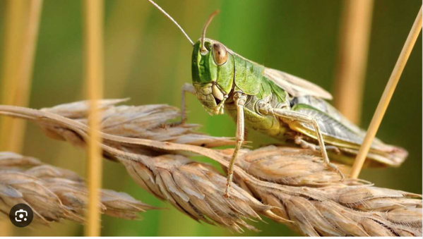 Présentation des résultats de la campagne proactive de lutte contre les criquets pèlerins Présentation des résultats de la campagne proactive de lutte contre les criquets pèlerins