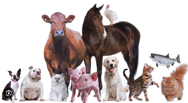 Une aide italienne : 3 millions de dollars pour appuyer la santé animale Une aide italienne : 3 millions de dollars pour appuyer la santé animale