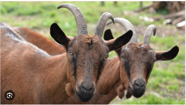 Nouakchott: 70% des vaches et chèvres meurent à cause de l’ingestion de plastique Nouakchott: 70% des vaches et chèvres meurent à cause de l’ingestion de plastique
