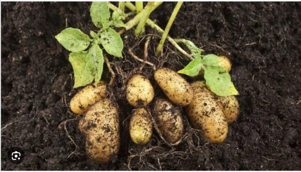 Distribution de 550 tonnes de semences de pommes de terre dans les zones de production Distribution de 550 tonnes de semences de pommes de terre dans les zones de production