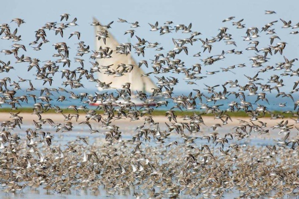 Parc du Ban d’Arguin: Démarrage d’un projet relatif à l’environnement en Afrique de l’ouest