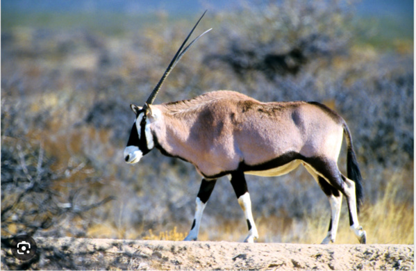 Le Parc National d’Awleigatt reçoit 29 têtes d’Oryx Abu Adas
