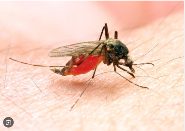 La ministre de la santé : « la Mauritanie enregistre annuellement 150.000 nouveaux cas de paludisme » La ministre de la santé : « la Mauritanie enregistre annuellement 150.000 nouveaux cas de paludisme »