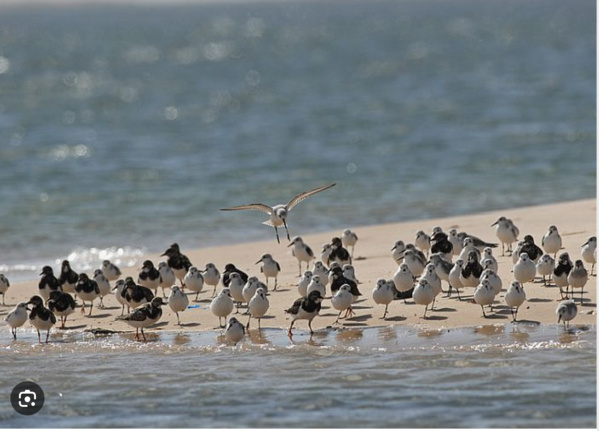 France-Mauritanie : Un Partenariat Culturel et Environnemental S’épanouit aux Bancs d’Arguin France-Mauritanie : Un Partenariat Culturel et Environnemental S’épanouit aux Bancs d’Arguin